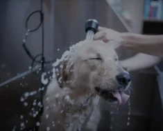 fabriquer une baignoire pour chien
