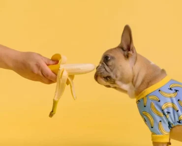 les chiens peuvent ils manger des fruits